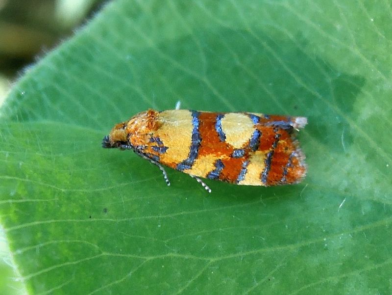 Aethes tesserana (tortricidae)